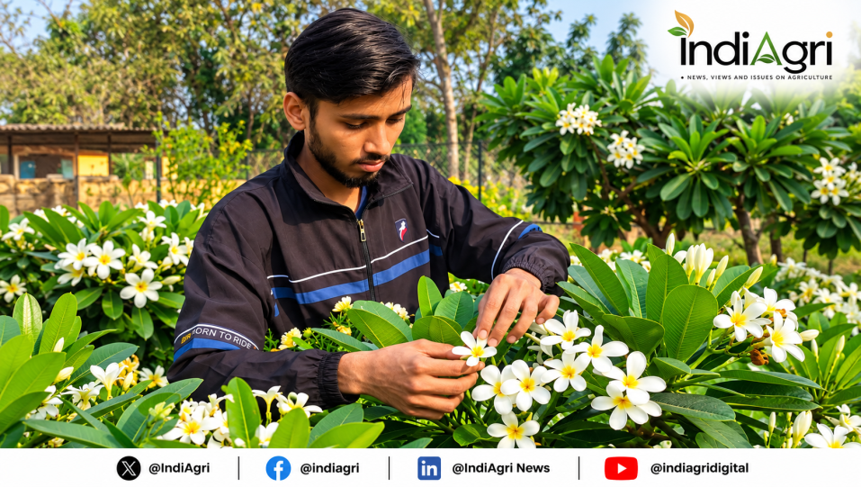 Plumeria: from temple gardens to modern floriculture, researchers explore the potential of nature’s fragrant jewel